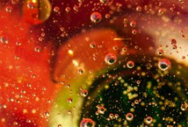 Botanical Fruit Extracts