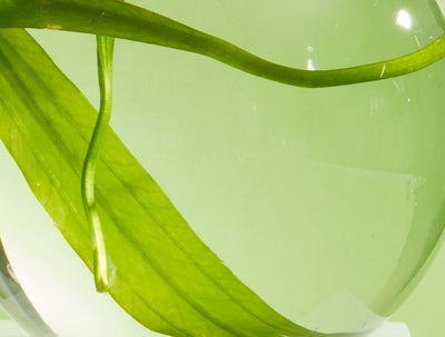 Botanical Extracts
