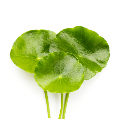 Centella Asiatica